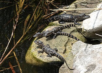 These cute little alligators will hopefully make the fold work right :P